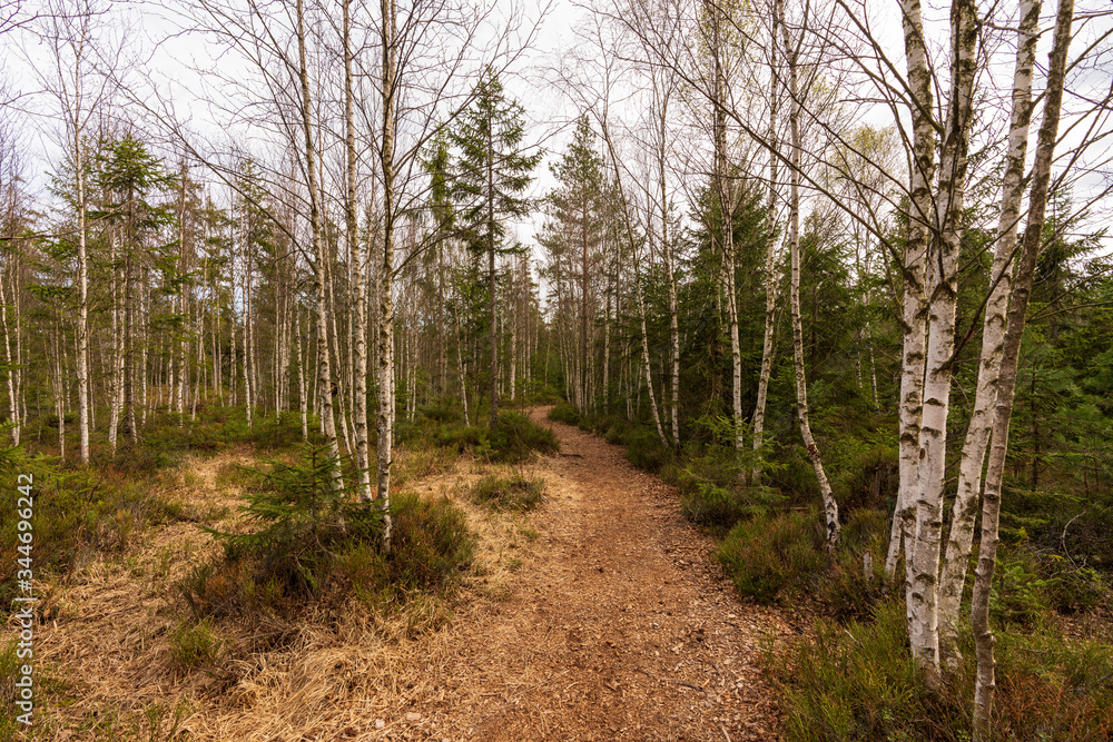 Obraz premium Moor Wanderweg