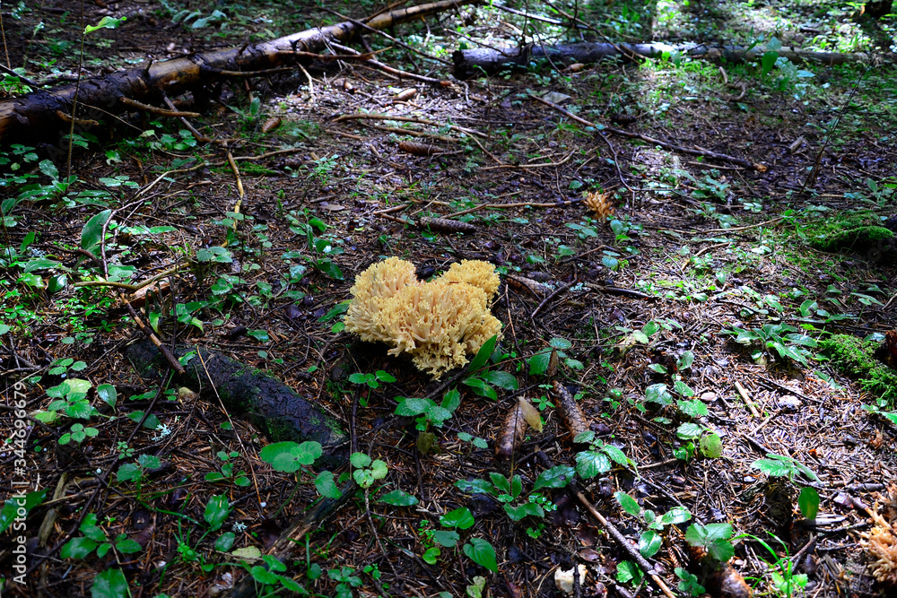 Ramaria mushroom in its natural environment. Ramaria mushroom in its natural environment.