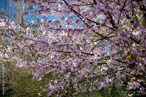 Botanical garden in the spring. Blooming trees. Pink cherry blossom against a cloudless blue sky. Japanese sakura branch with beautiful pink and white flowers.