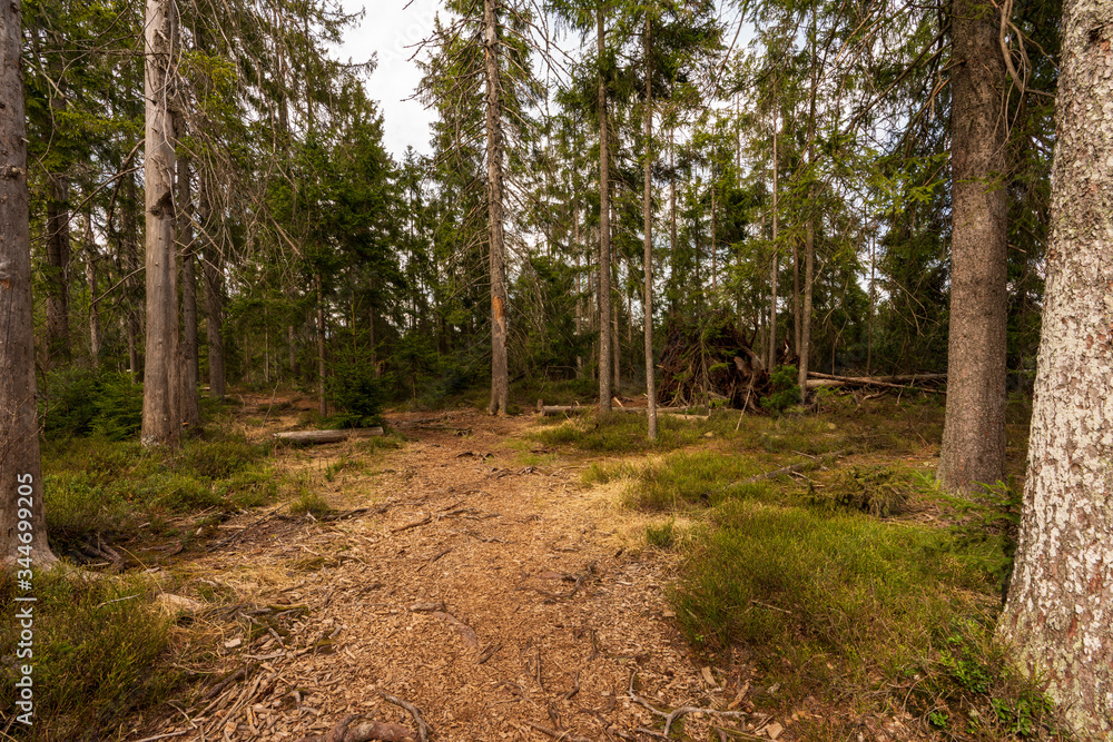Fototapeta premium Wald im Tannermoor