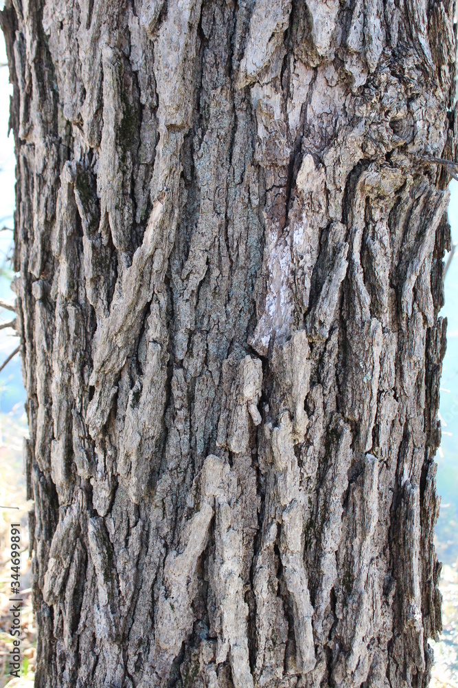 Fototapeta premium tree bark background