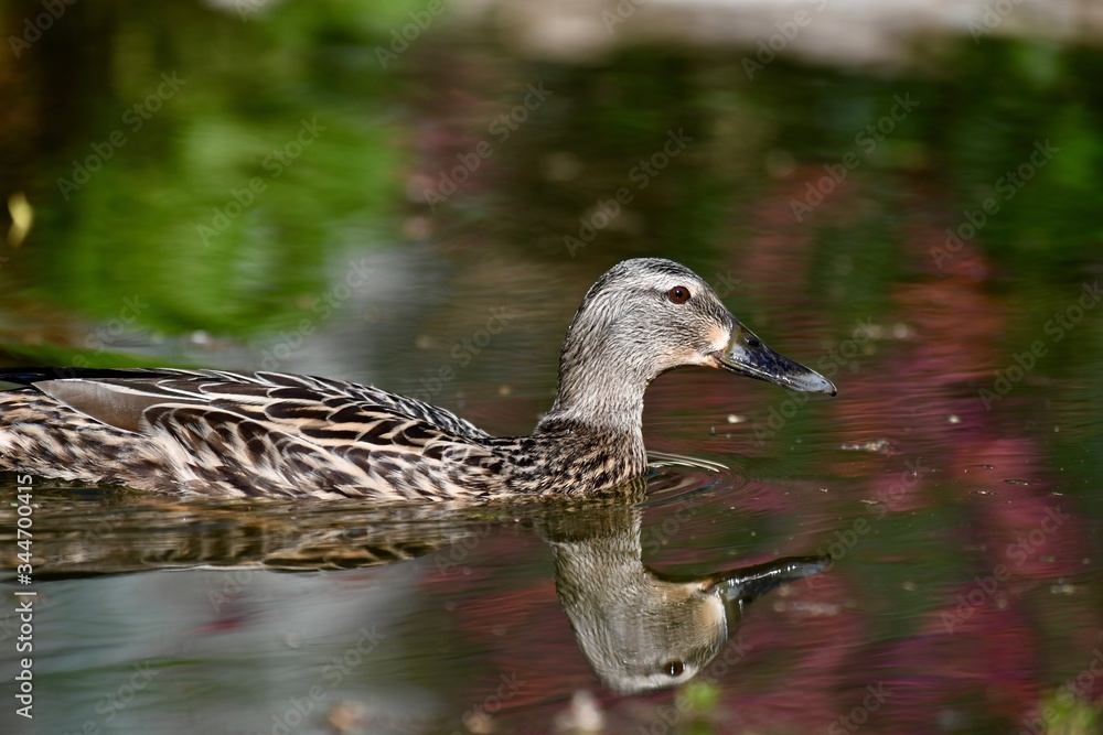 Fototapeta premium Mallards duck on garden pond