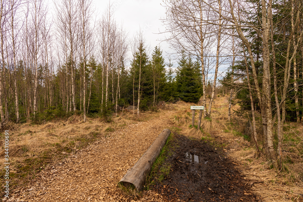 Fototapeta premium Moor Wanderweg