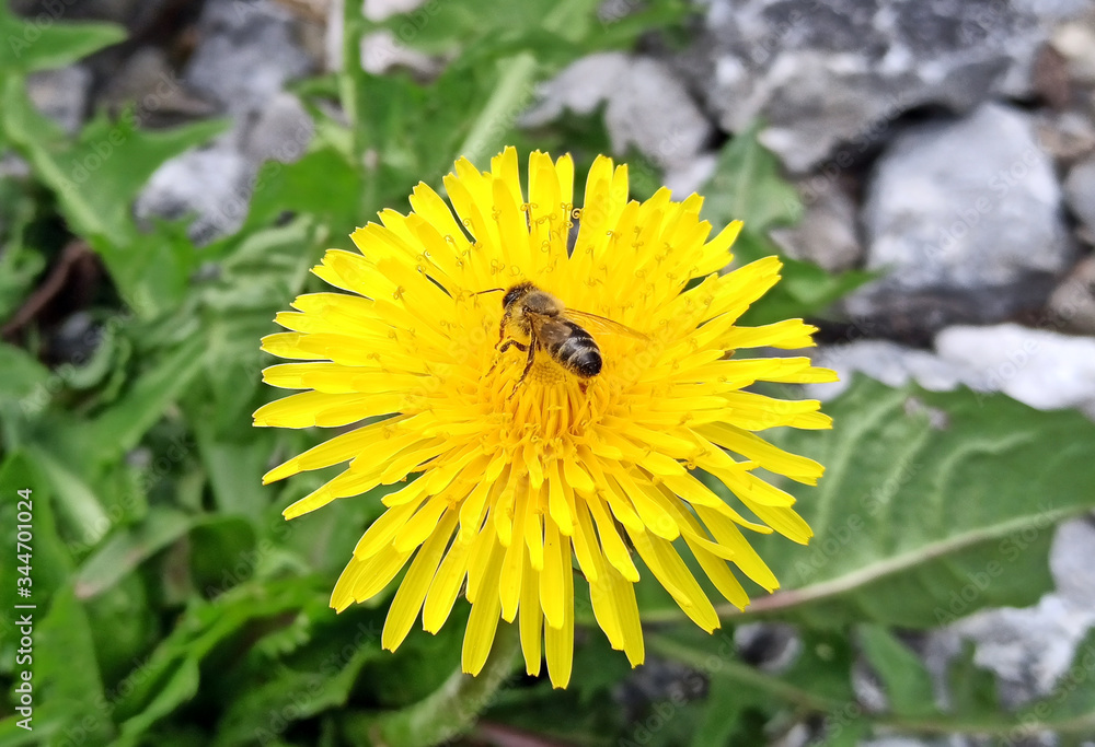 Obraz premium bee on dandelion closeup