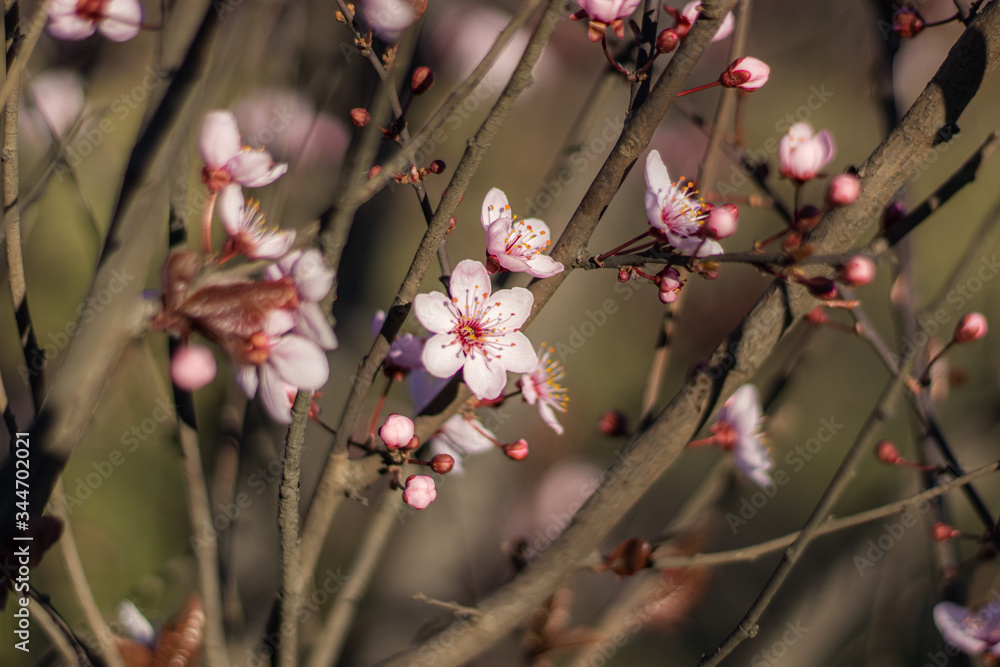 Pink Apple flowers in Spring blooming Pink Apple flowers in Spring blooming