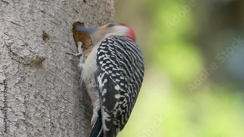 Slow motion red-bellied woodpecker carving out a hole in Orlando Florida photo