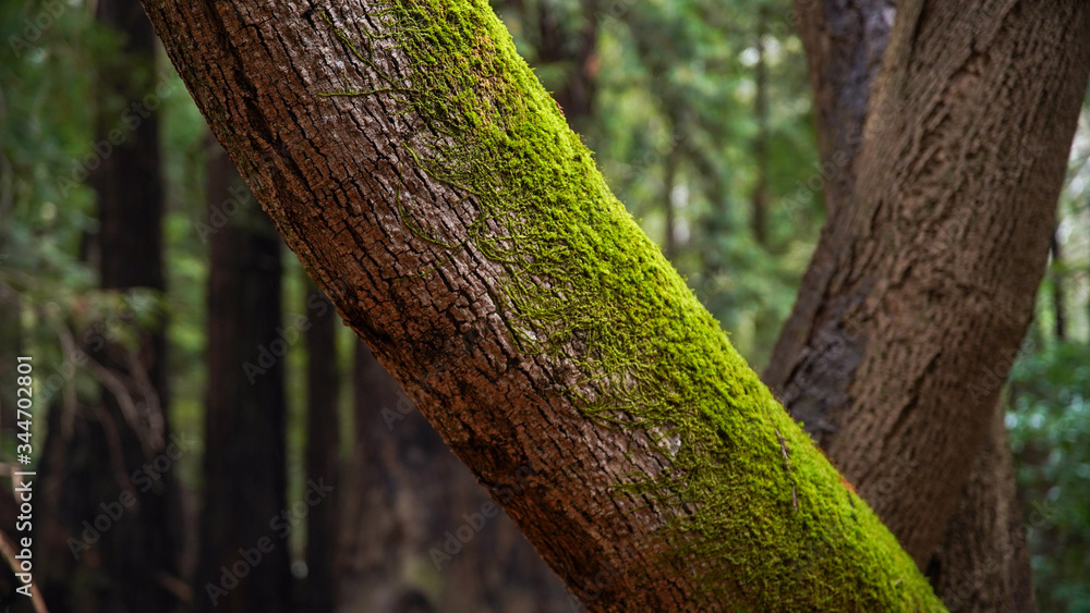 Obraz premium Forrest