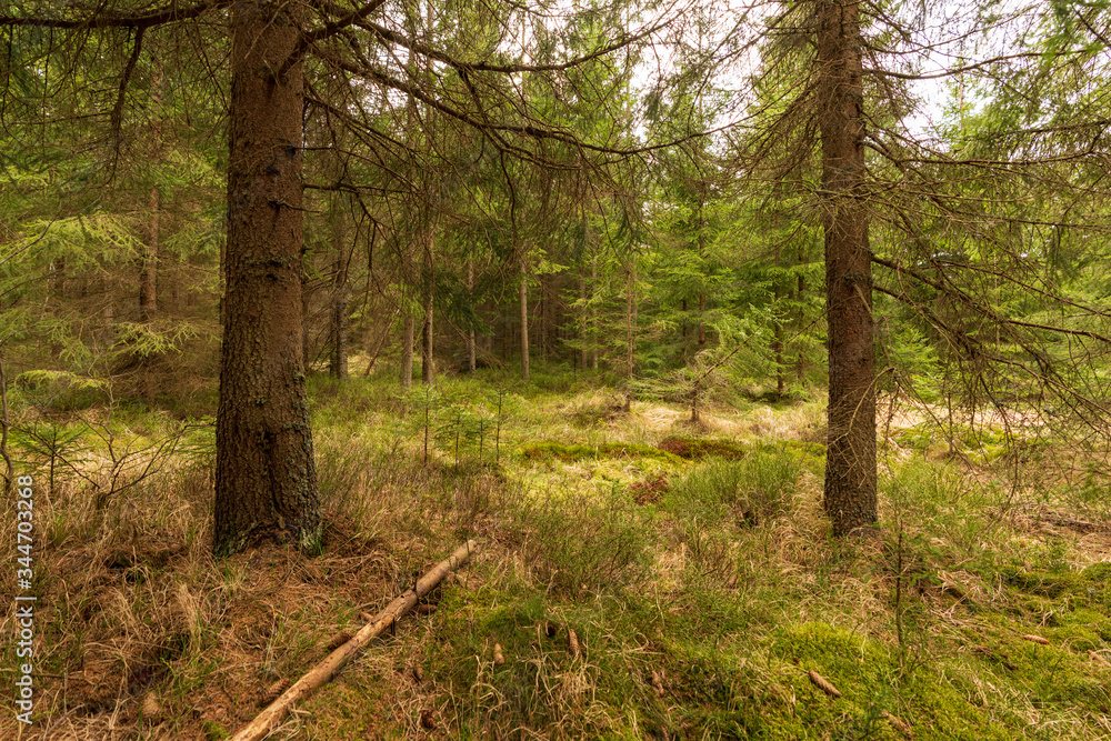 Fototapeta premium Wald im Tannermoor