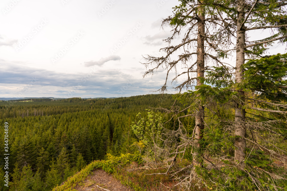 Baum mit Blick auf eine Waldlandschaft im Tannermoor 