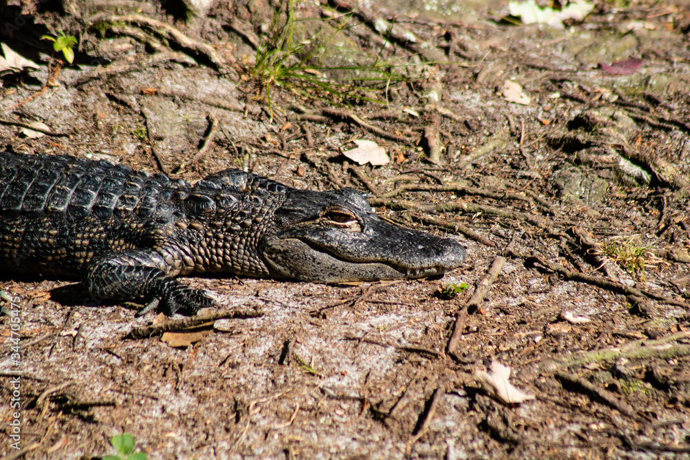 American alligator American alligator