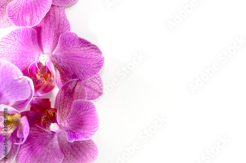 Macro shot. orchid flowers on a white background.