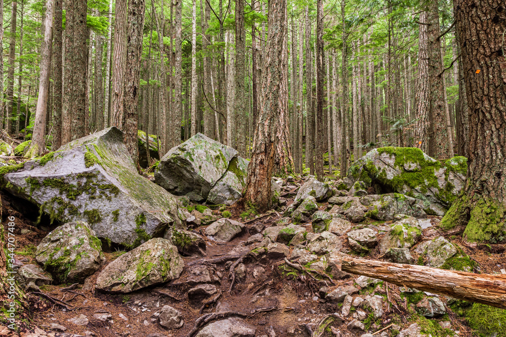 Fototapeta premium beautiful hiking trail that runs along a forest in the mountains of british columbia canada.