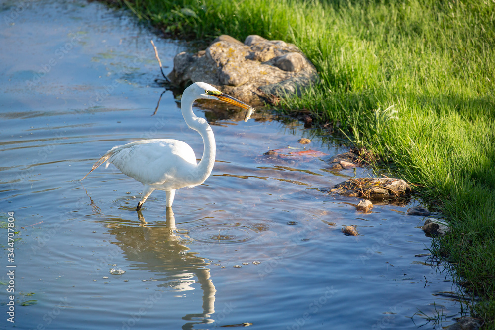 Fototapeta premium White Crane fishing