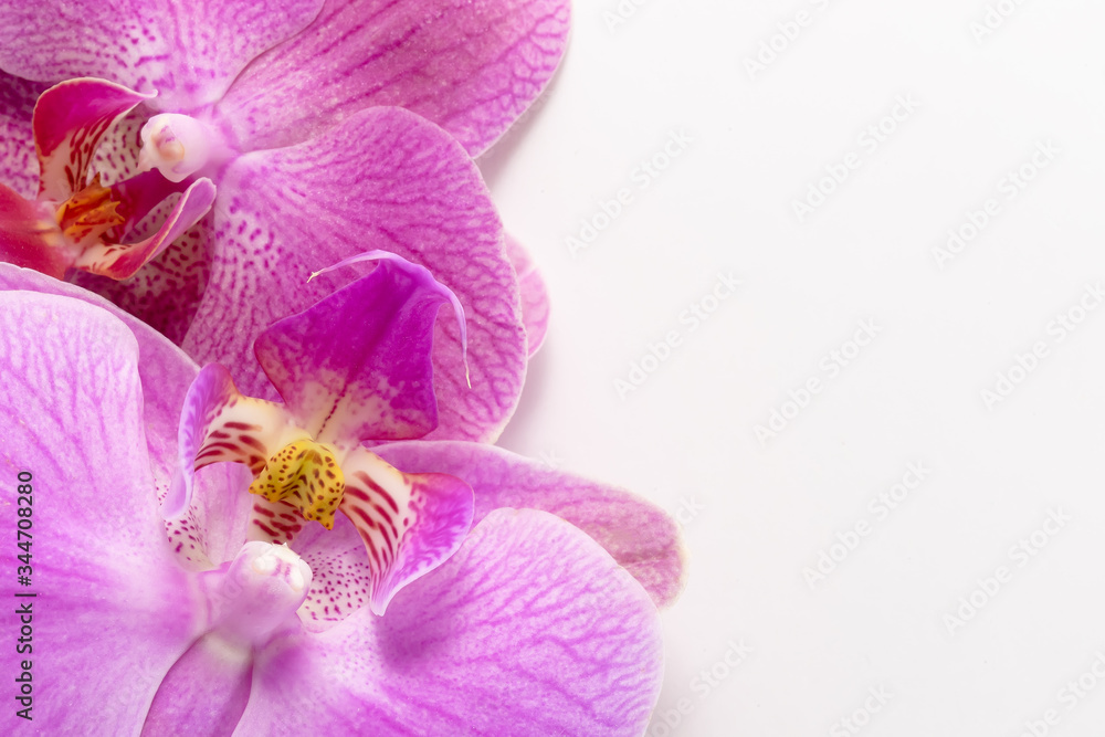 Macro shot. orchid flowers on a white background. Macro shot. orchid flowers on a white background.