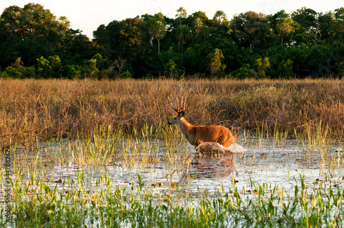 Veado no Pantanal Sul matogrossense