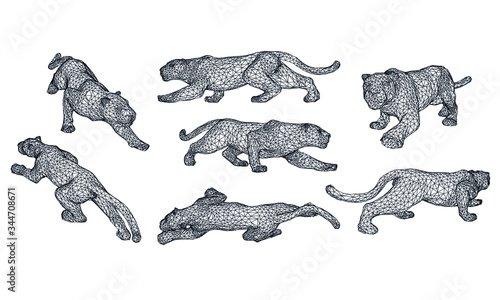 Attack leopard lines illustration. Abstract vector leopard on the white background