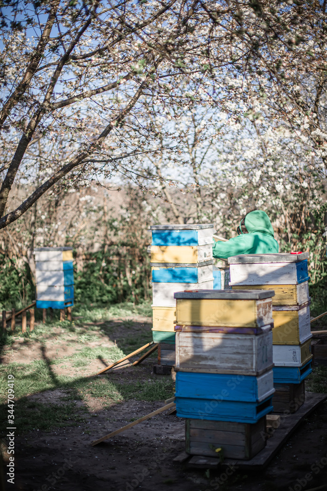 Old beehive on apiary. Flowering cherry with pollen for development of bees in April. Primroses near hives with copper bees. Beekeeping Old beehive on apiary. Flowering cherry with pollen for development of bees in April. Primroses near hives with copper bees. Beekeeping