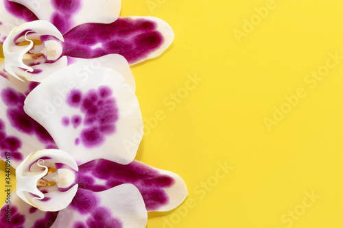 Macro shot. orchid flowers on a yellow background.