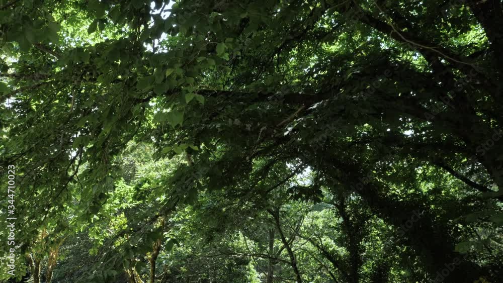 Camera looks up and moves slowly under trees Camera looks up and moves slowly under trees