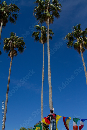 Palmeras y banderas.