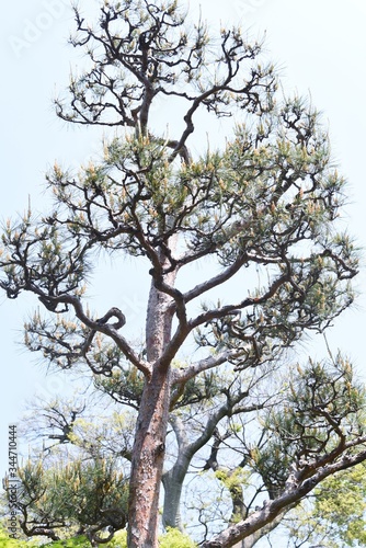 Japanese red pine (Pinus densiflora) tree and bark / Pinaceae evergreen coniferous tree