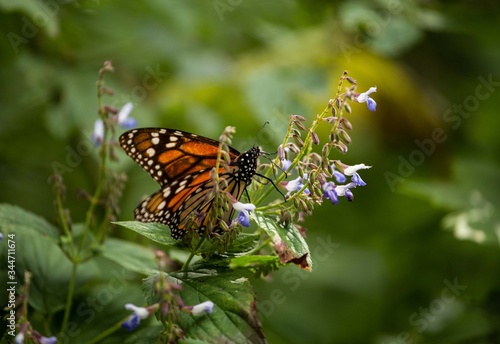 Santuario de la mariposa monarca "El Rosario" en Michoacán