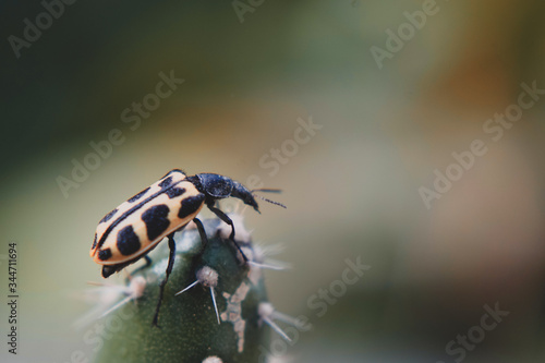 close up of a caterpillar