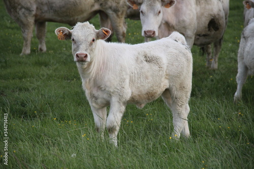 Fototapeta Naklejka Na Ścianę i Meble -  Charolais domestic beef cattle herd