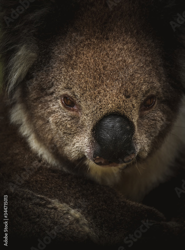 Fototapeta Naklejka Na Ścianę i Meble -  Wild Koala face