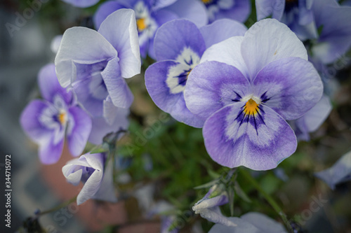 Viola × wittrockiana photo