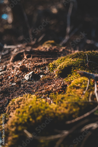 mossy earth © Erik