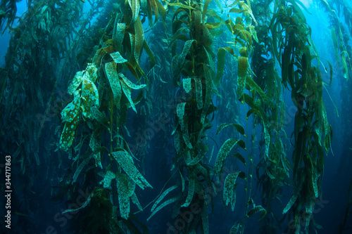 Forests of giant kelp, Macrocystis pyrifera, commonly grow in the cold waters along the coast of California. This marine algae reaches over 100 feet in height and provides habitat for many species.