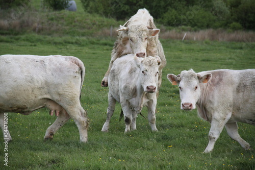 Wallpaper Mural Charolais domestic beef cattle herd Torontodigital.ca