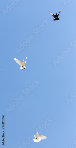 beautiful domestic pigeons on blue sky photo