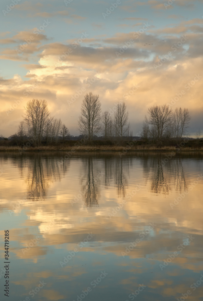 Riverbank Tree Reflections vertical. The calm water of Steveston Harbor in British Columbia, Canada near Vancouver.

