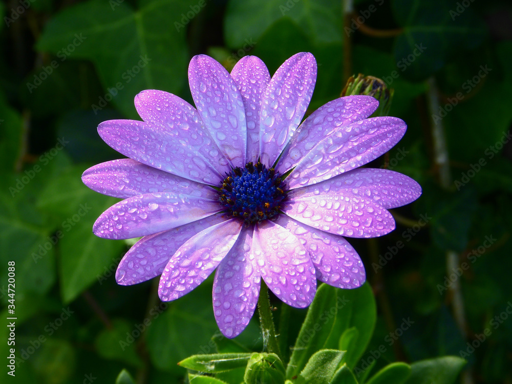 Purple flower with rain drops Purple flower with rain drops