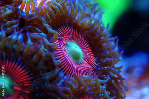 Pink zoanthus polyps on macro underwater photography scene