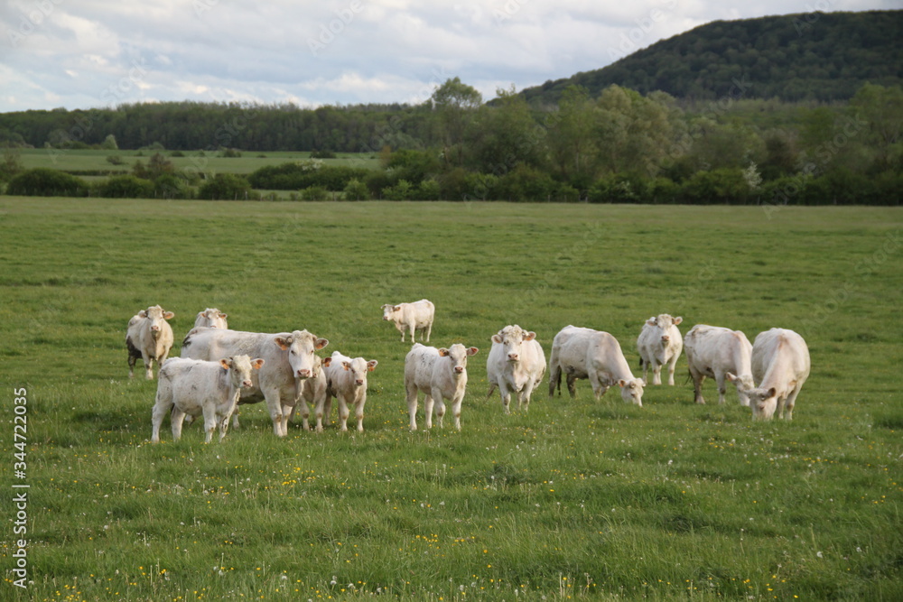 Charolais domestic beef cattle herd