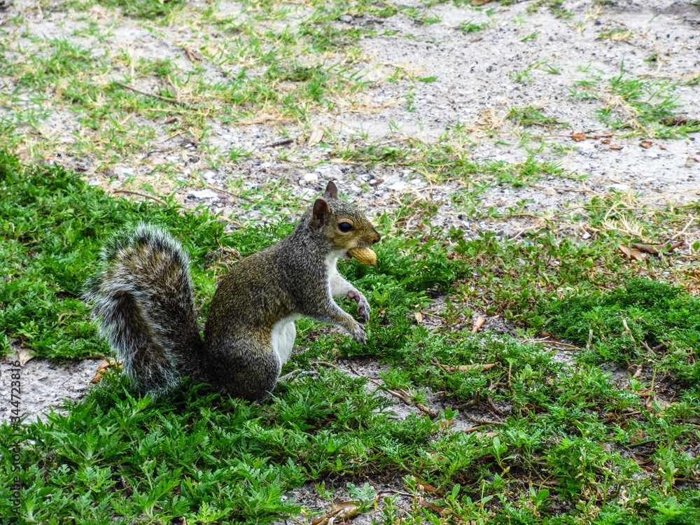 Obraz premium Small brown squirrel