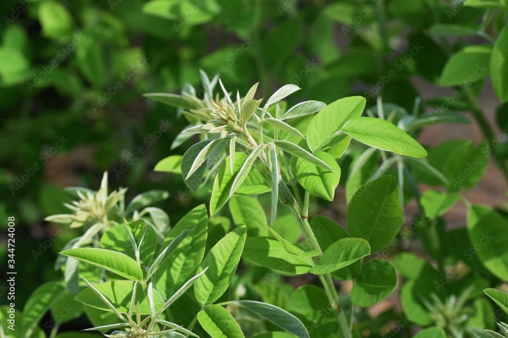Bush clovers sprout / Fabaceae deciduous shrub Bush clovers sprout / Fabaceae deciduous shrub