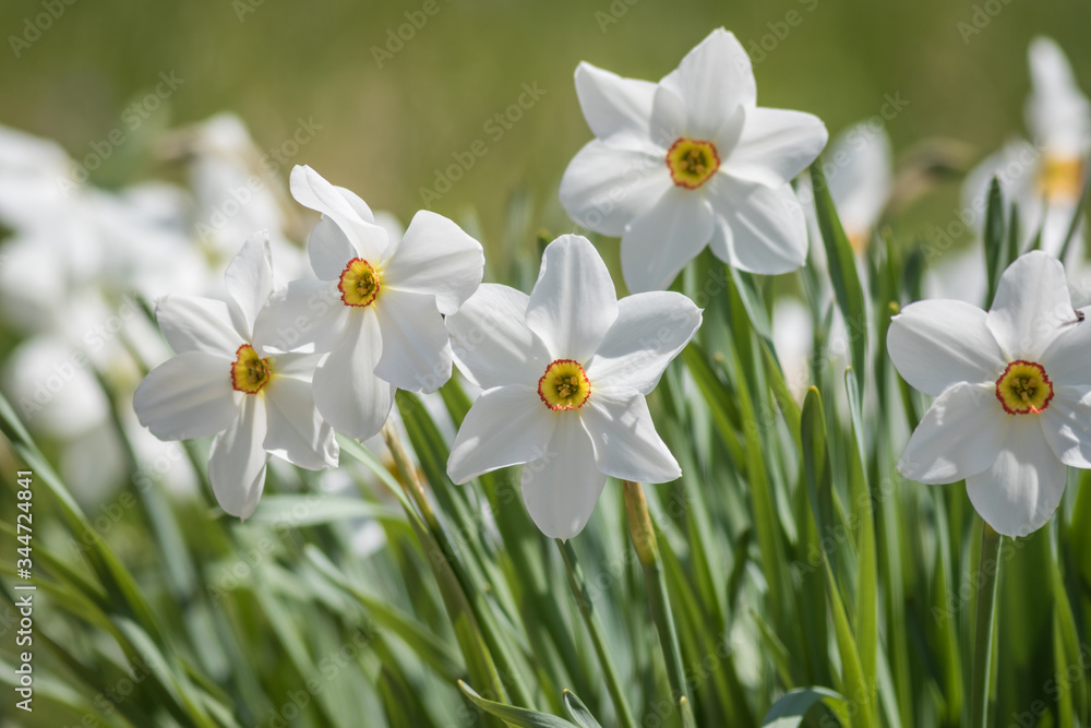 Daffodil flower Pheasant's Eye, Poeticus Narcissus, a classic white flower with short and small yellow cup Daffodil flower Pheasant's Eye, Poeticus Narcissus, a classic white flower with short and small yellow cup