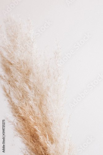 cordoderia on whie background. Dried flowers