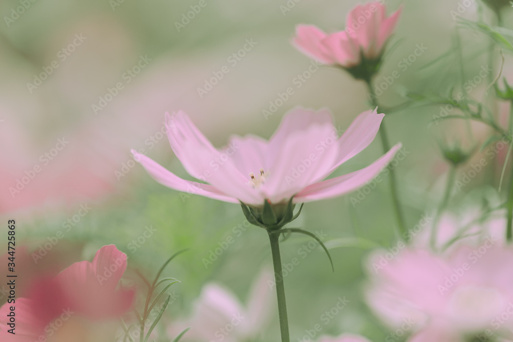 Daisy Flowers On japanese vintage style