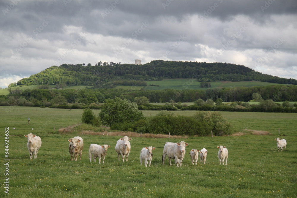 Charolais domestic beef cattle herd	
