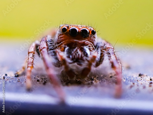 Hairy Spider with big eyes and fangs found in a back yard of my house Sydney Australia 