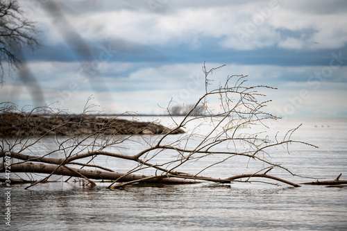 A fallen tree lays in the lake. 