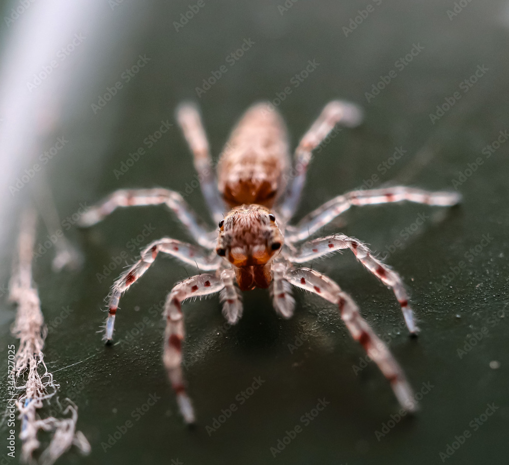 Hairy Spider with big eyes and fangs found in a back yard of my house Sydney Australia Hairy Spider with big eyes and fangs found in a back yard of my house Sydney Australia