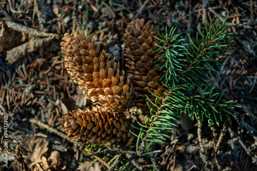 dry pine cones, close view 