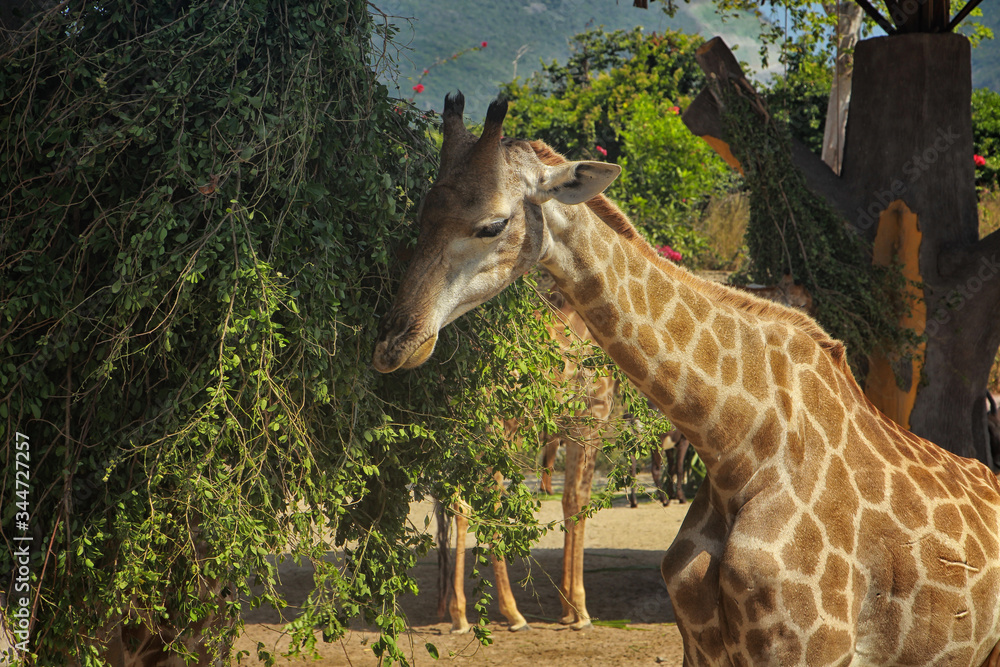 Foto giraffe in the wild