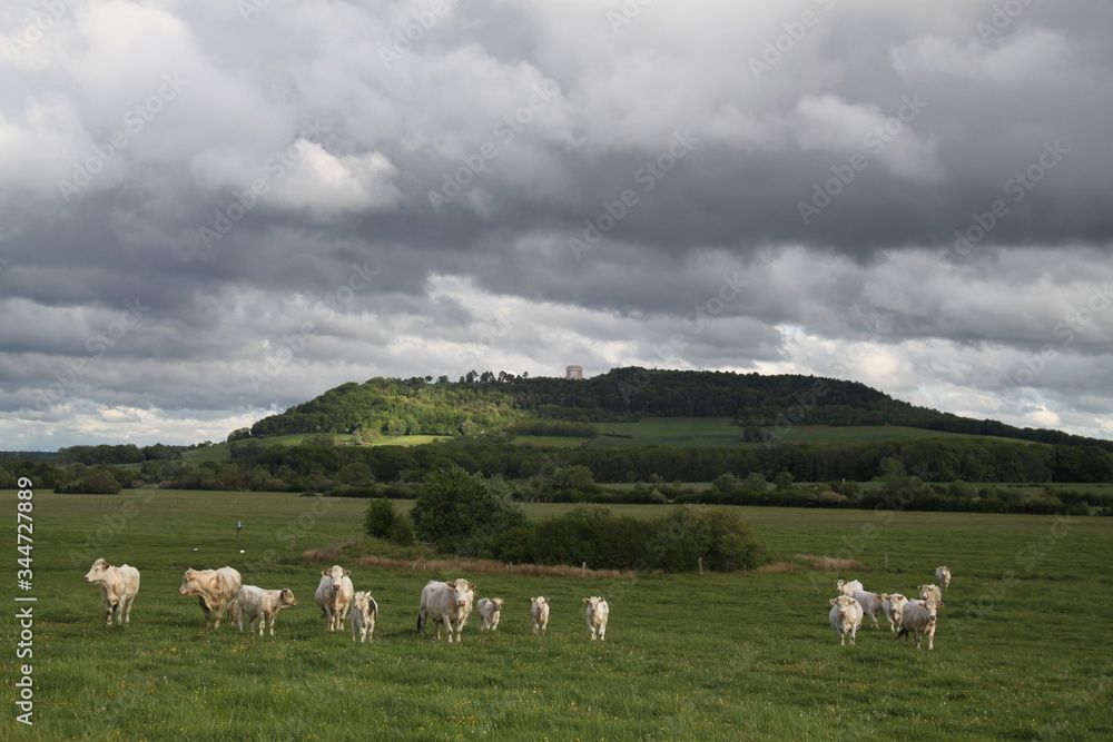 Obraz premium Charolais domestic beef cattle herd 